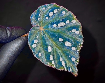 LEAF CUTTING Begonia Botanicaz 34
