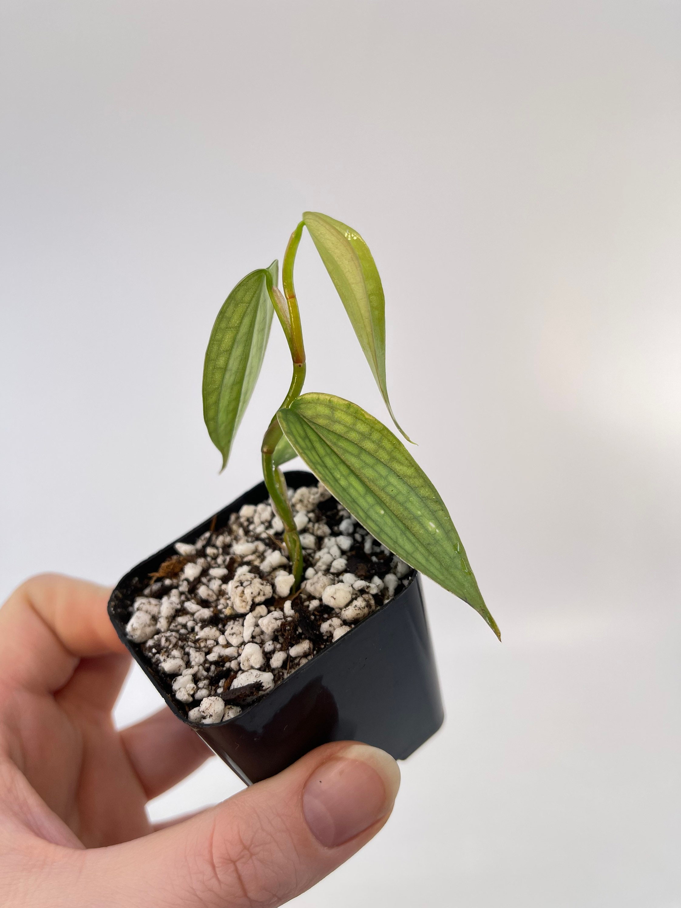 philodendron princess tricolor Philodendron White Princess 'Tricolor' – Foliage Dreams main image 1