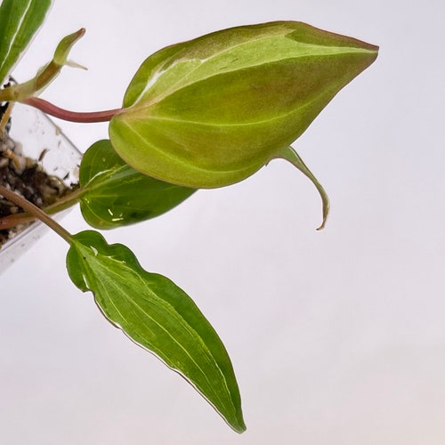 Variegated Philodendron shops micans