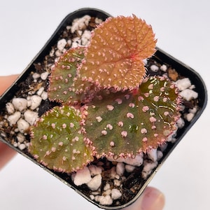 May include: A small potted plant with heart-shaped leaves. The leaves are a mix of green and brown with pink speckles and edges. The plant is in a black square pot with white pebbles in the soil. The plant is a begonia.