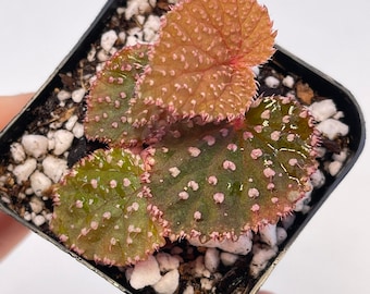 Begonia Botanicaz 7 ‘Urchin’