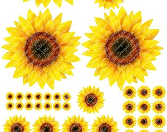 Sunflower Sunflowers Etsy