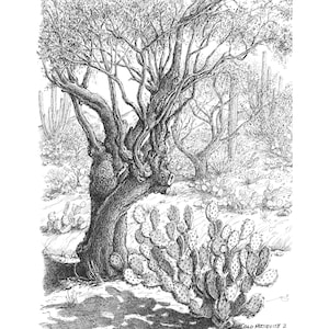 Old Mesquite 2