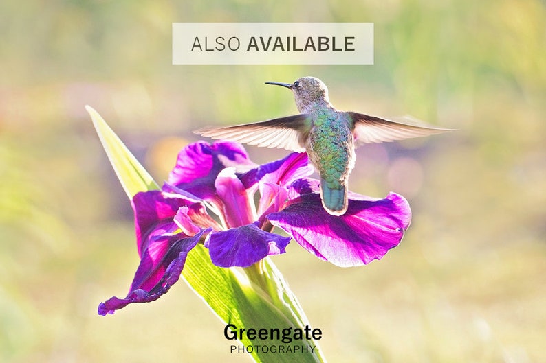 Flower Field Photo Print Iris Field Flower Farm Flower Etsy