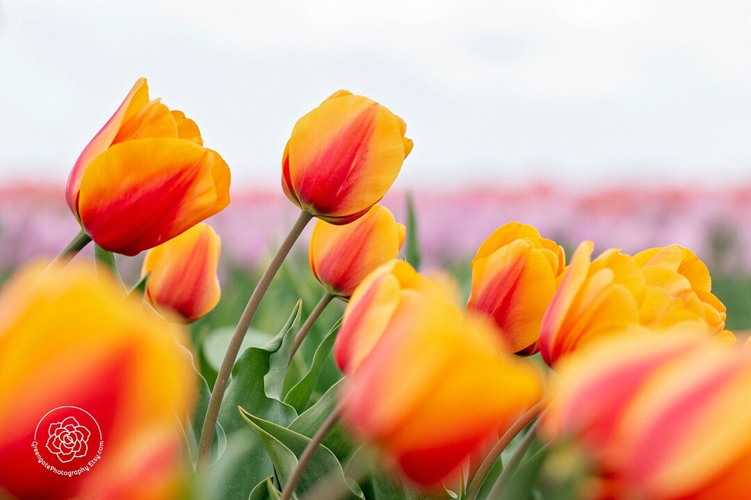 Tulip Photo Print Tulip Wall Art Tulip Decor Orange Etsy