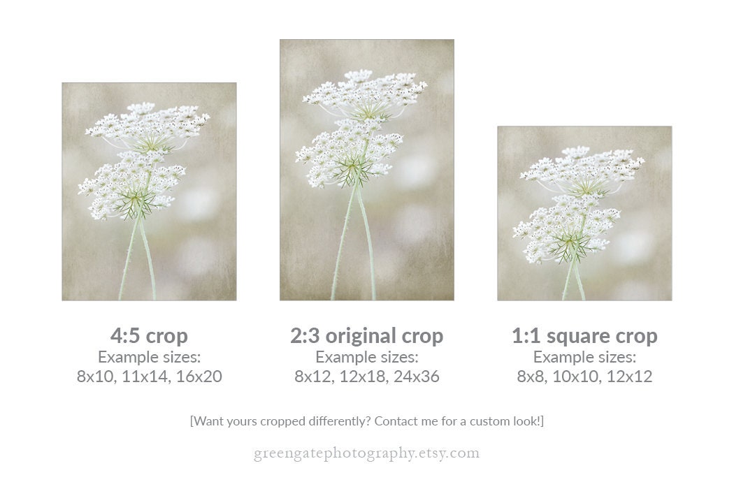 Queen Anne's Lace Photo Print Flower Photography Ivory | Etsy