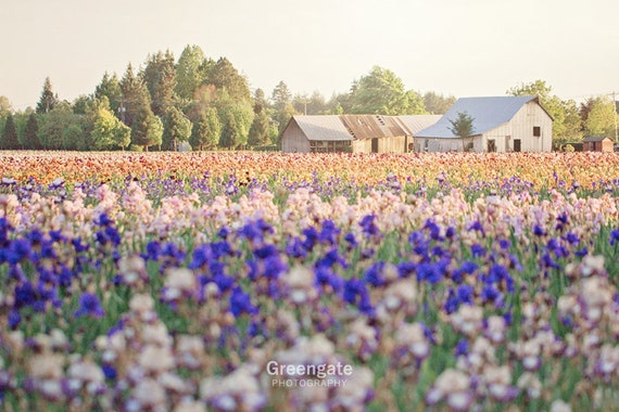 Flower Field Photo Print Iris Field Flower Farm Flower Etsy