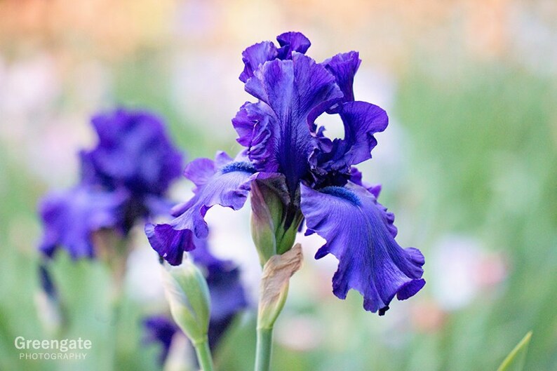 Iris Photo Print Flower Photography Botanical Print Etsy