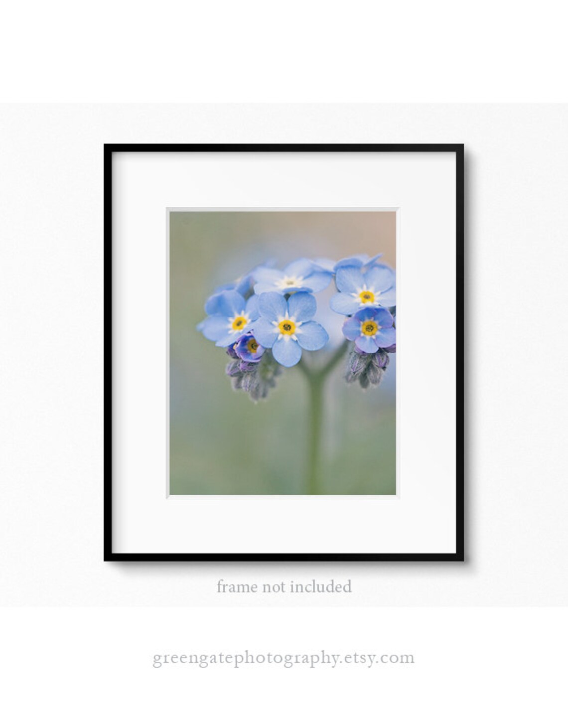 Forget-me-not Photo Print Flower Photography Alaska State - Etsy
