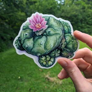 Puede incluir: Un cactus verde y marrón con una flor rosa en la parte superior. El cactus es una planta de interior popular y es conocido por su aspecto único.