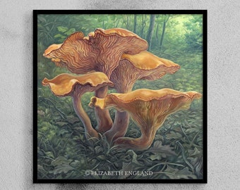 Jack O' Lantern Mushrooms - 12x12" Art Print