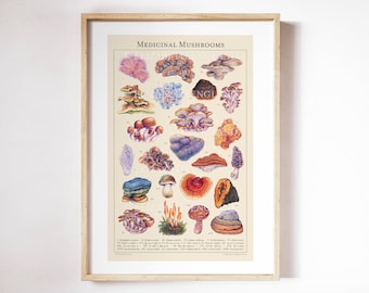 Medicinal Mushrooms - Botanical Art Print