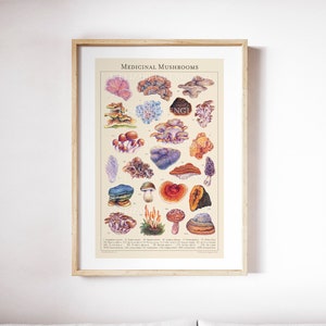 Medicinal Mushrooms - Botanical Art Print