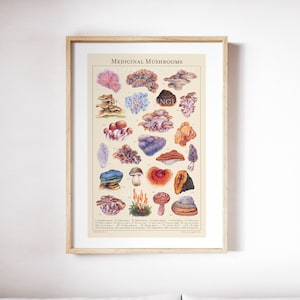 Medicinal Mushrooms - Botanical Art Print