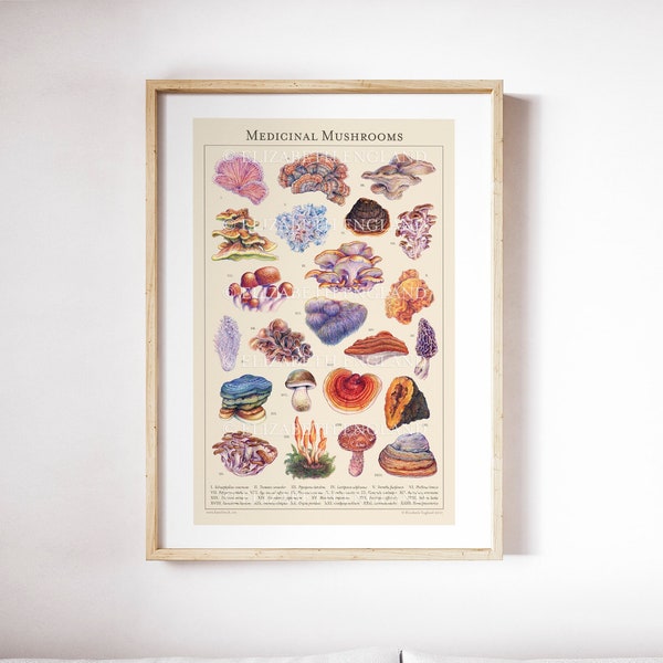 Geneeskrachtige paddenstoelen - Botanische kunstprint