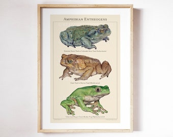 Amphibian Entheogens - Botanical Art Print