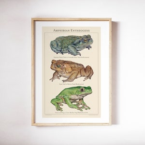 Amphibian Entheogens - Botanical Art Print