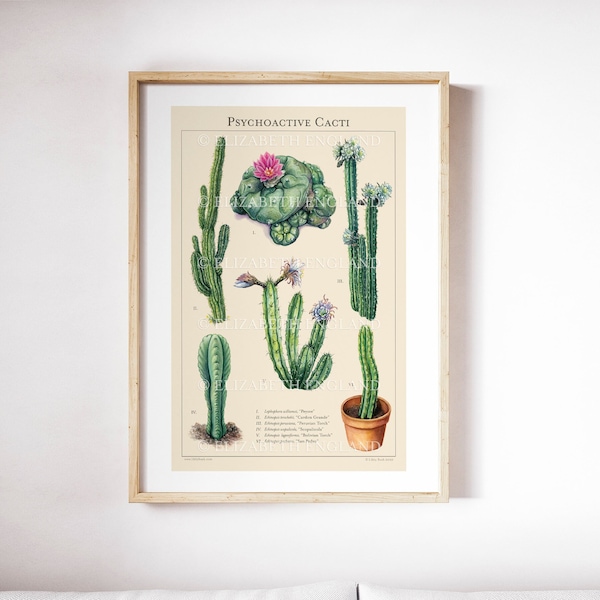 Psychoactive Cacti - Botanical Art Print