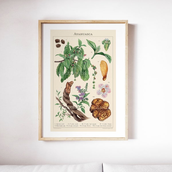Ayahuasca - Botanical Art Print