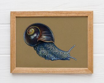 Otway Black Snail - 5x7" Original Art Print (Postcard Size)