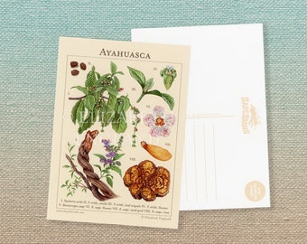 Ayahuasca Botanical Postcard