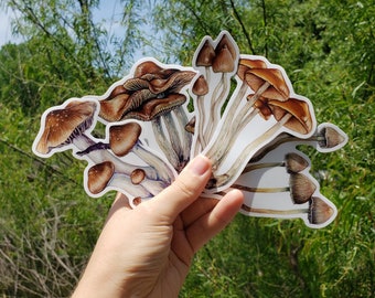 Psilocybe! Magic Mushrooms Sticker Pack (5 Vinyl Stickers) Liberty Caps, Wavy Caps, Golden Teachers, Azurescens, Mexicanas (Shrooms!)