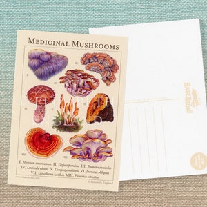 Medicinal Mushrooms Botanical Postcard