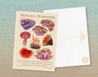 Medicinal Mushrooms Botanical Postcard
