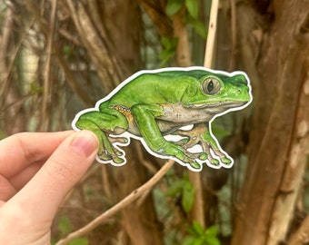 Kambo / Sapo - Giant Leaf Frog, Giant Monkey Frog (Phyllomedusa Bicolor) - Large Vinyl Sticker