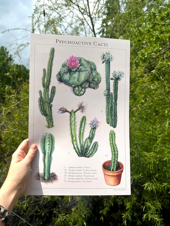 Psychoaktive Kakteen - Botanischer Kunstdruck - Etsy.de