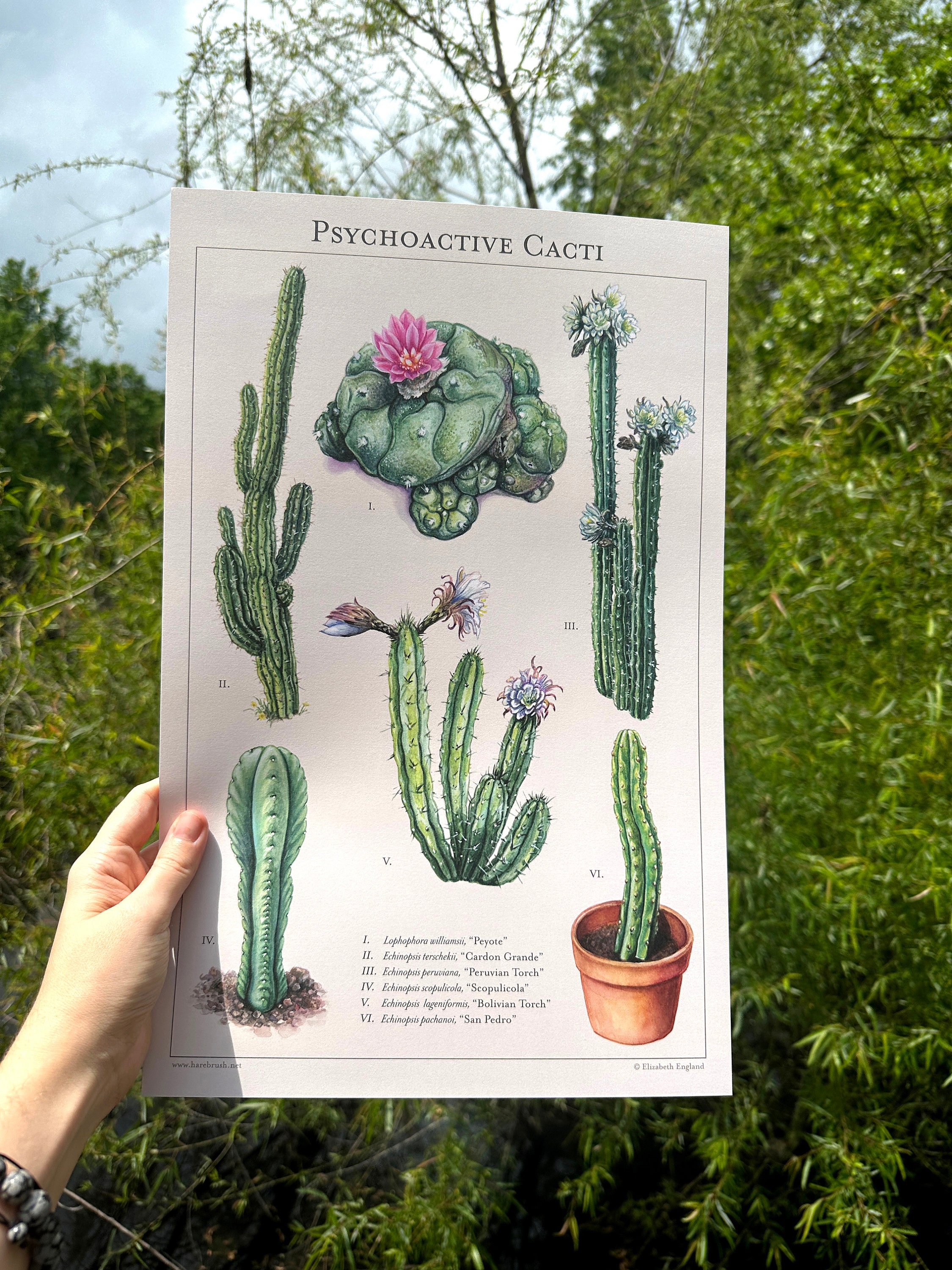 Psychoactive Cacti - Botanical Art Print - Etsy