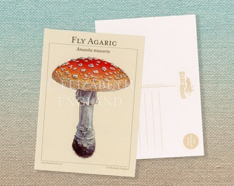 Fly Agaric (Amanita Muscaria) Botanical Postcard
