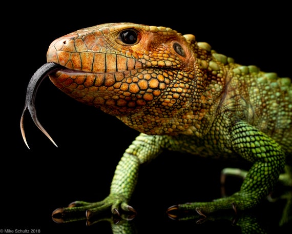 caiman lizard pet