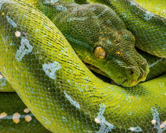 Green Tree Python Snake Photo Print Wall Art Etsy