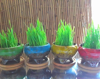 4 Tripod Style Glazed Ceramic Pot wBamboo Tray Live Catgrass  Catgrass Kit  Wheatgrass Kit Seeds & Potting Soil