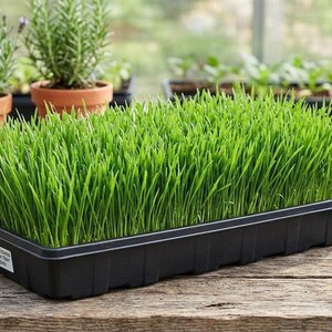 20"x10" Live Organic Catgrass Patch, Fresh Wheatgrass for Pets (Large Tray 20"L x 10"W)