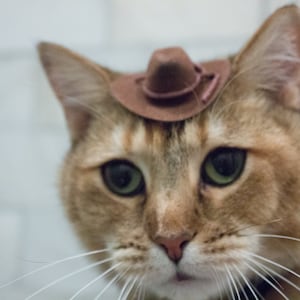 MINI Brown Cowboy Cat Hat FREE SHIPPING