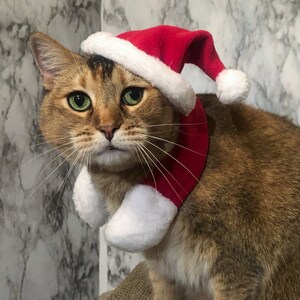 baseball hats for cats