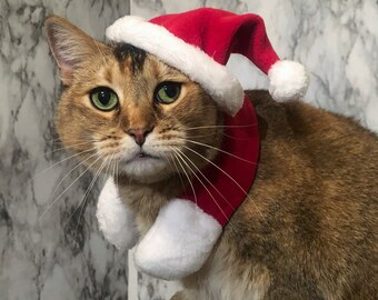 Gatto Nero Che Indossa Il Cappello Di Babbo Natale Per Natale - Fotografie stock e altre immagini di Abbigliamento per animali domestici - iStock