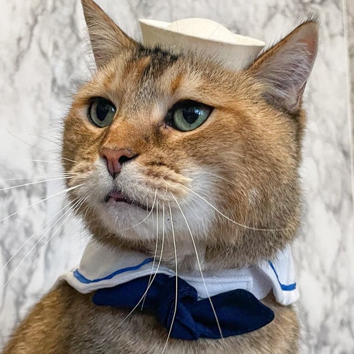 Sailor Cap for Your Cat Sailor Cat for Your Pet or Dog - Etsy