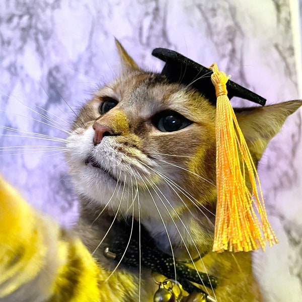 Mini-Sized Graduation Cap Cat Hat for your cat FREE SHIPPING!  Add-on custom Tassel color--