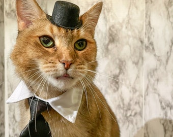 Hat and Tie for your Cat - Be prepared for any occasion - Hat and tie for dog - hat and tie for pet