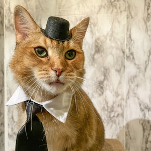 Hat and Tie for your Cat - Be prepared for any occasion - Hat and tie for dog - hat and tie for pet