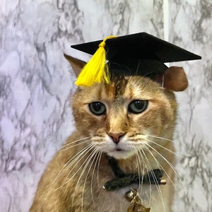 Graduation Cap Cat Hat for your cat FREE SHIPPING!  Add-on custom Tassel--