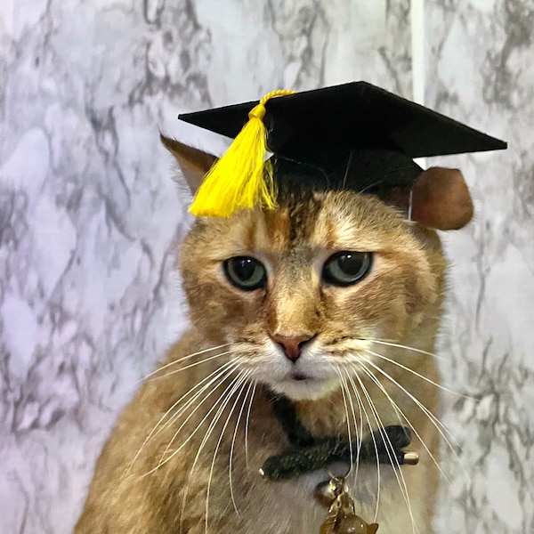 Graduation Cap Cat Hat for your cat FREE SHIPPING!  Add-on custom Tassel--