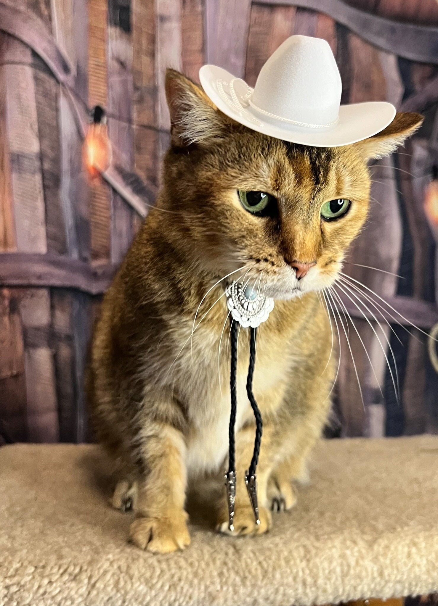 Hats with cats sales on them