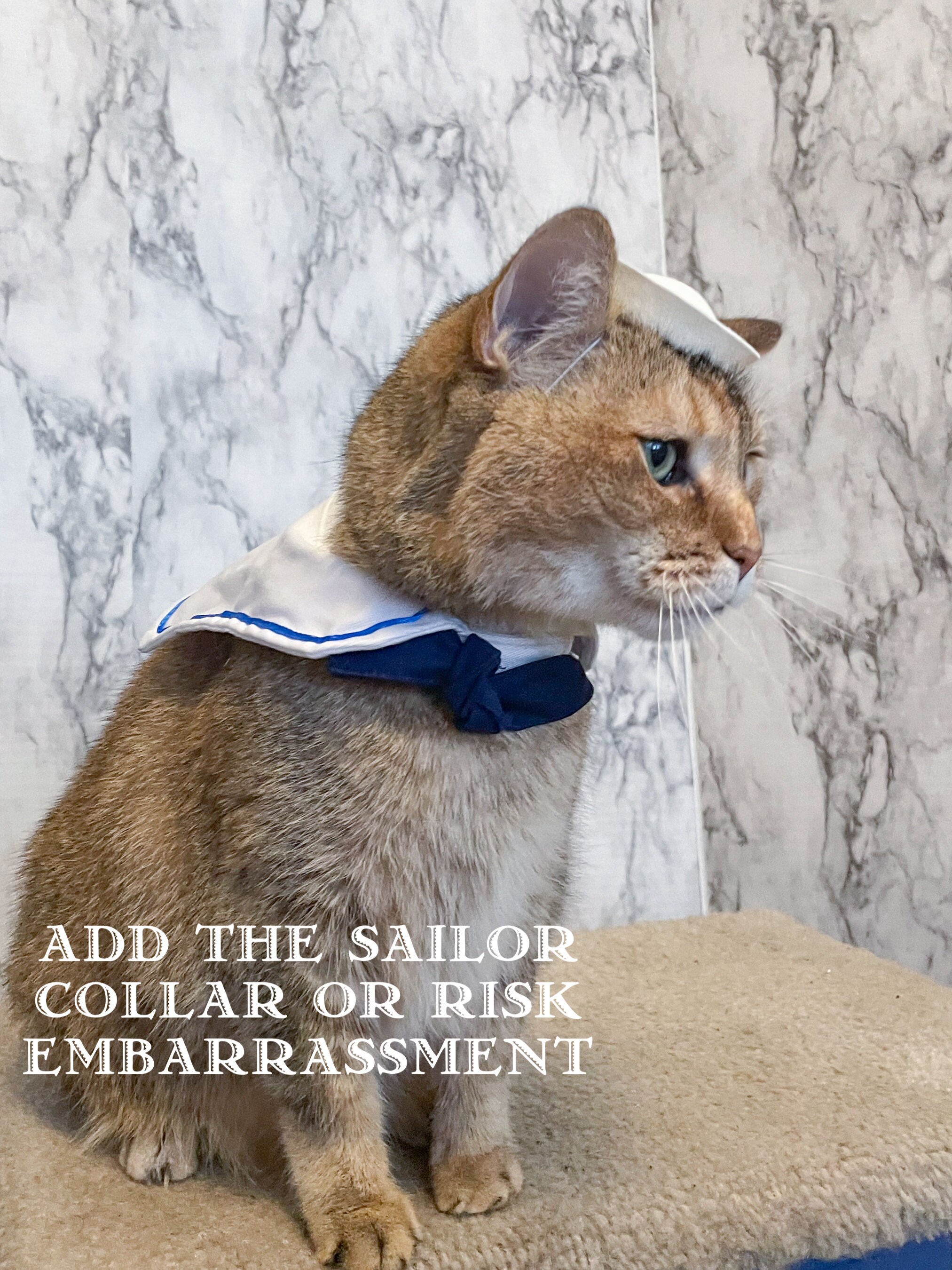 Sailor Cap for Your Cat Sailor Cat for Your Pet or Dog - Etsy