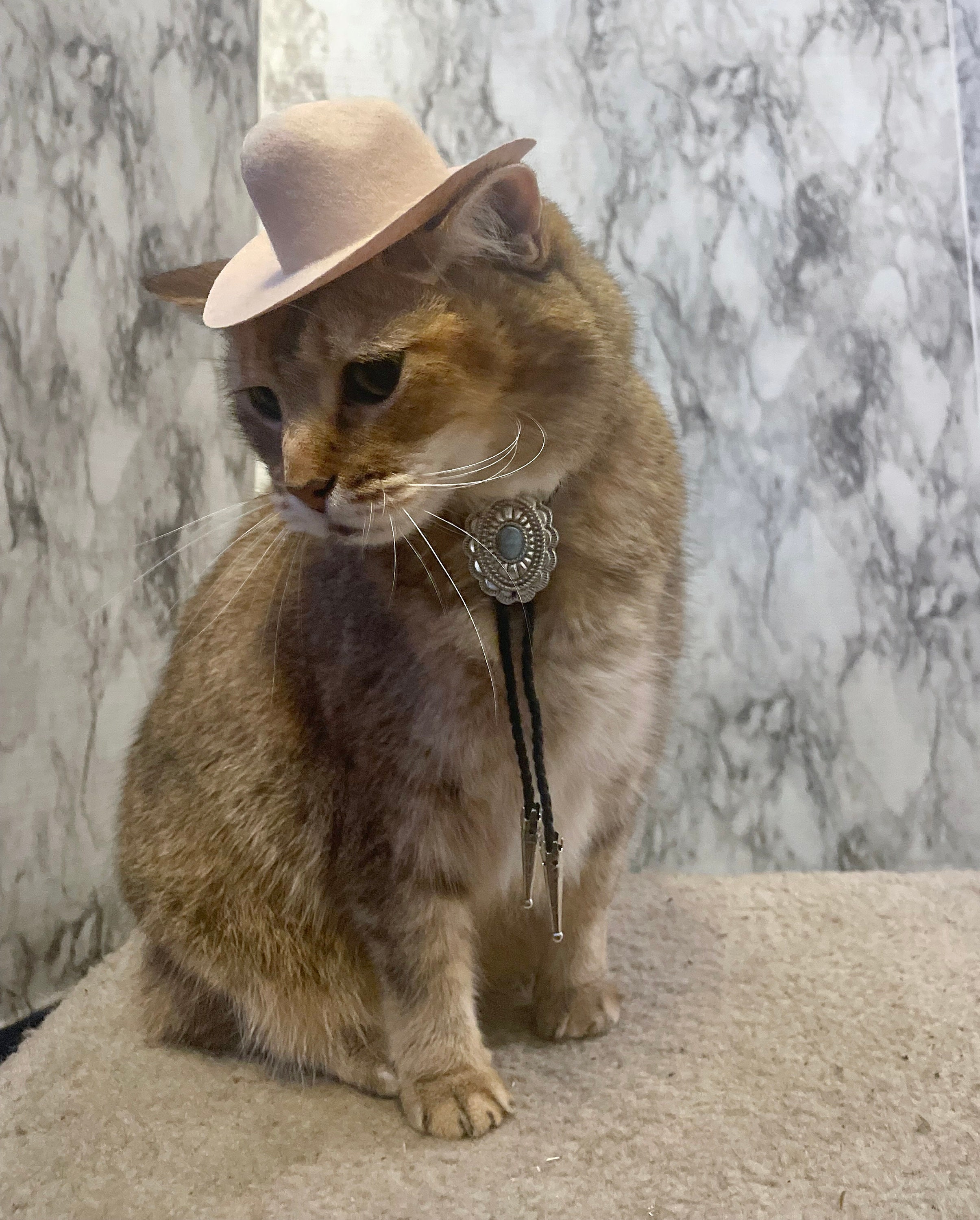 Gold Glitter Tan Cat Rancher OS Light orange cat missing in Cinco Ranch area | Fulshear, TX main image 4