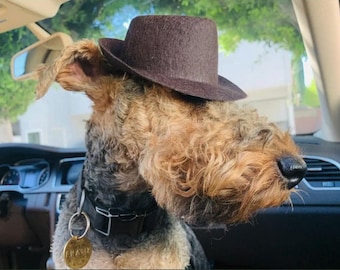 May include: A brown terrier dog wearing a brown fedora hat and a black collar with a gold tag that says "Frank" in a car.
