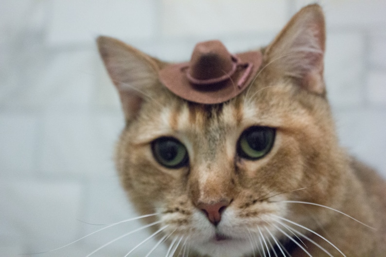 May include: A close-up of a brown tabby cat wearing a small brown cowboy hat. The cat has green eyes and a white patch on its chest.